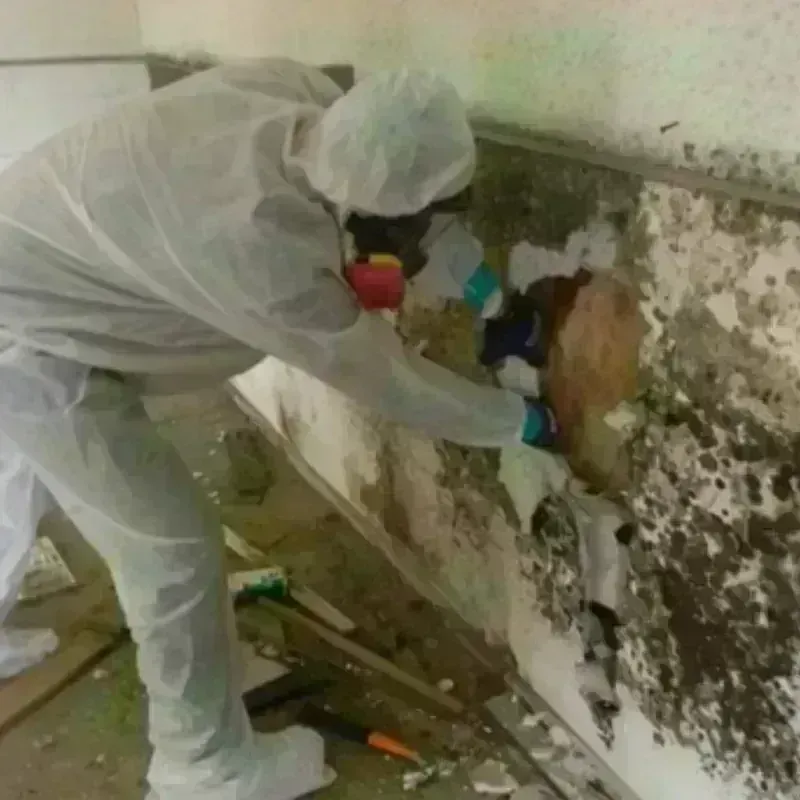 Mold Remediation and Removal in McCaysville, GA